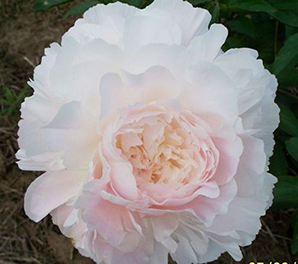 

Гордость Пион-Двойной Розовый Пион Корень Луковицы Не Семена