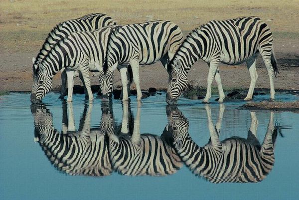 

wallpaper 3d mural for living room zebra oil painting picture tv backdropbedroom p wall paper 3d