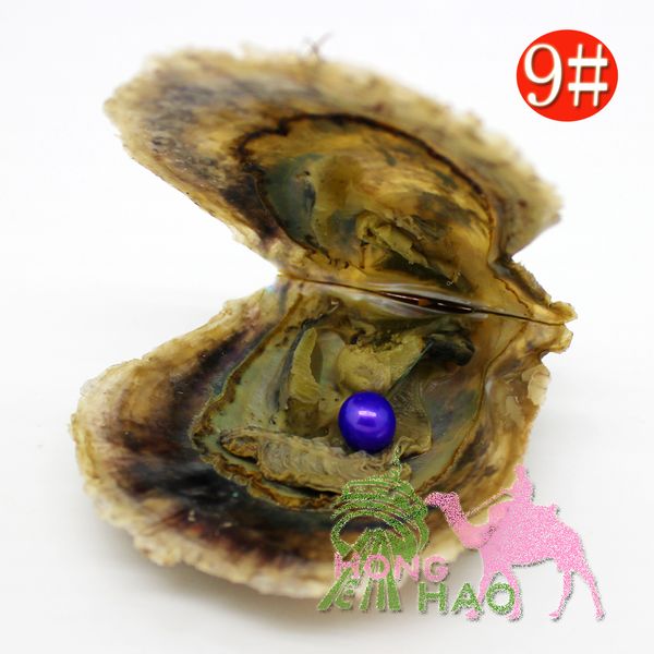 

wholesale 7-8mm color #9 vacuum packed oysters akoya pearl oyster saltwater pearl oyster many colours stock