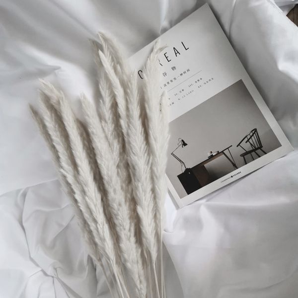 

20 pcs soft home furnishing living room shooting props pampas reed flowers