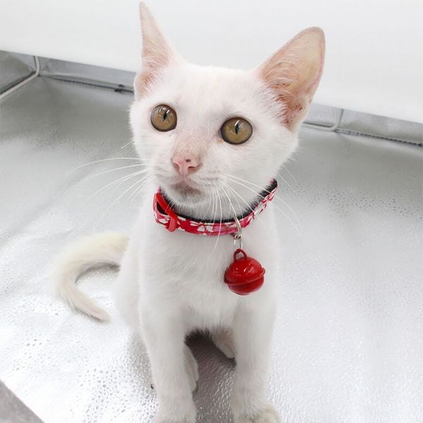 

pet cat ошейник с белл регулируемая пряжка ожерелье украшение домашних животных аксессуары для малого среднего большие кошки dropship f126