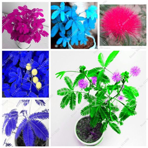 

Decorações de Jardim ymhqw