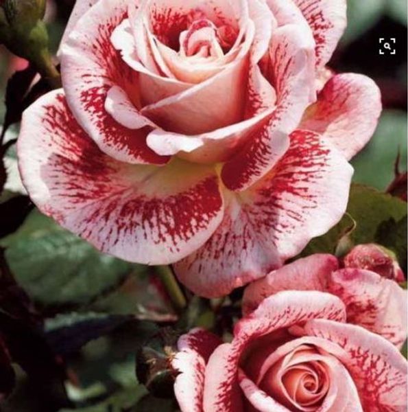 

fast shipping rare beautiful perennial pink rose flower seeds *100 pieces seeds per package* new arrival colors charming garden plants