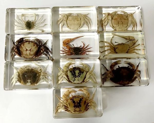 

10 pcs vogue crab insect taxidermy embedding charm paperweight, Silver