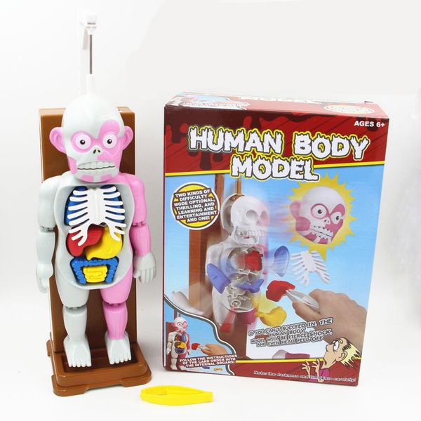 human anatomy toys