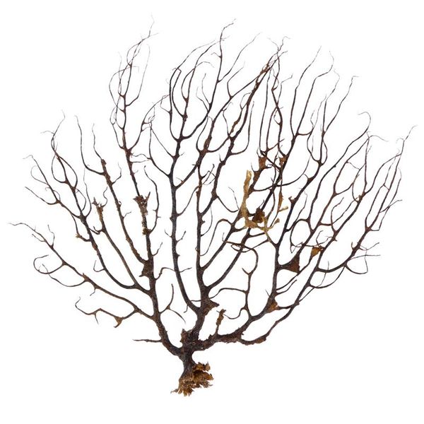 

black sea fan fish tank aquarium decoration sea coral ornament