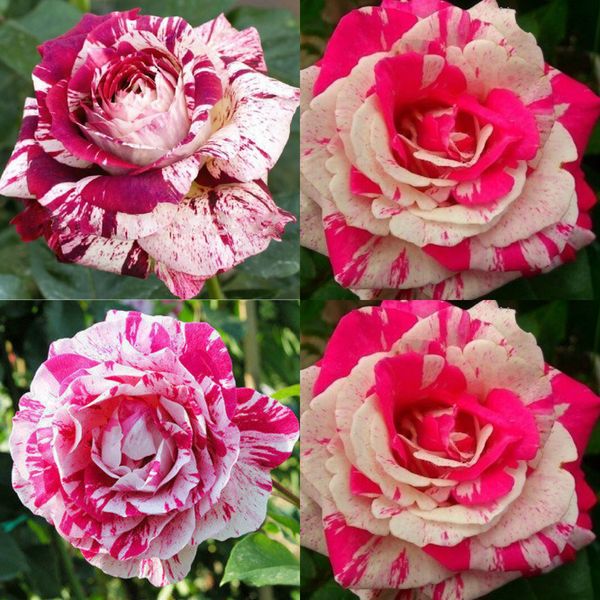 

100 Шт Розовая Белая Роза Цветы Редкие Семена Домашнего Декора Новый Малиновая Роз