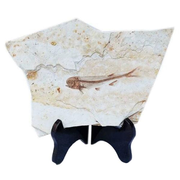 

fish fossil real from western liaoning china 150 million years ago lycopter