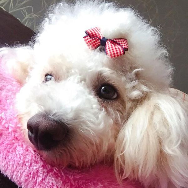 

5pcs in 1 set cute pet hair accessories set fabric cartoon dog rubber band teddy yorkshire maltese hair rope dog accessories