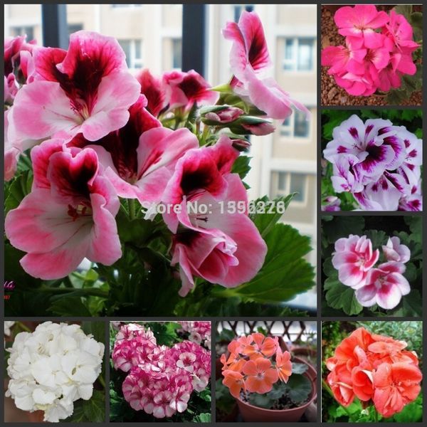 

20pcs 100% real geranium pelargonium flower s