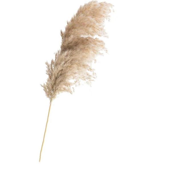 

20 pcs wedding pampas grass flower bunch natural dried flower reed pampas grass raw color home decor ing