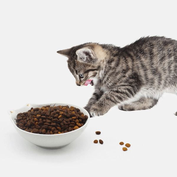 

pet dog cat bowl feeders cat face shape ceramics water bowl puppy drinking dish pet accessories supplies product