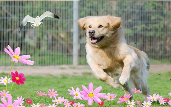 

открытый щенок цветочный фон фотообои 3d обои 3d обои для тв фон