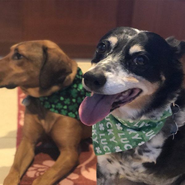 

48*48*70cm dog bandana pet cat dog bib cotton lucky green bowties collar for irish festival st. patricks day pet accessories