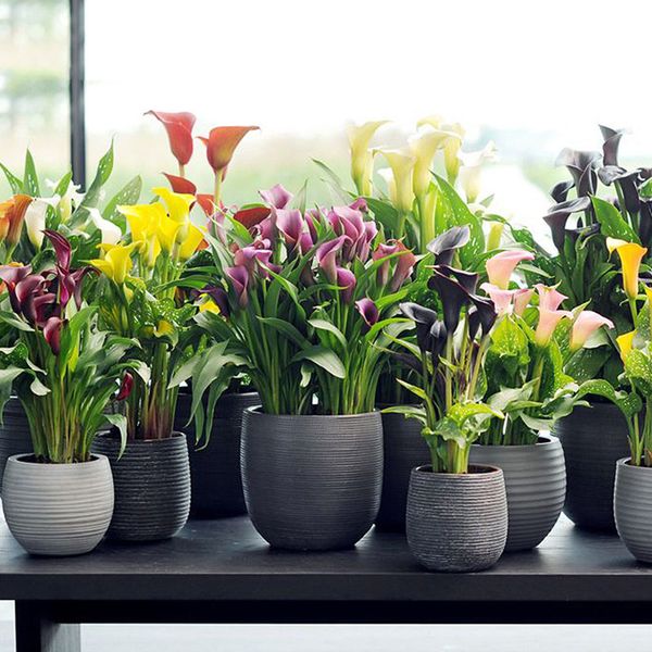 

10шт многолетнего луковичного flower seed для бонсай растения в горшке