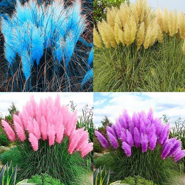 

200 seeds/pack pampas grass seeds multi color seeds for greening engineering