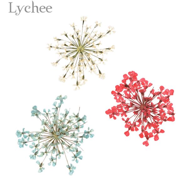 

lychee natural white lace flower pressed dried flowers for jewelry making diy handmade ornament supplies