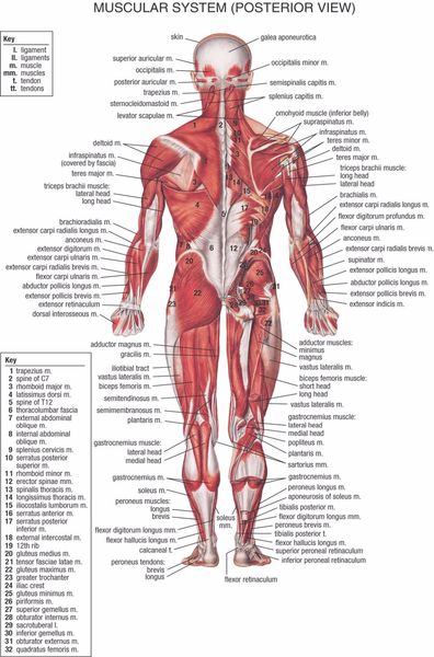 Body Anatomy Chart