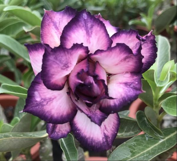 White Purple Rose Flower Seeds Bulbs Annual Biennial Plants