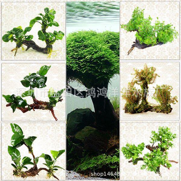 

aquarium landscaping lazy novice aquatic plants water banyan aquatic plants submerged plants living fish tank decoration special wholesale