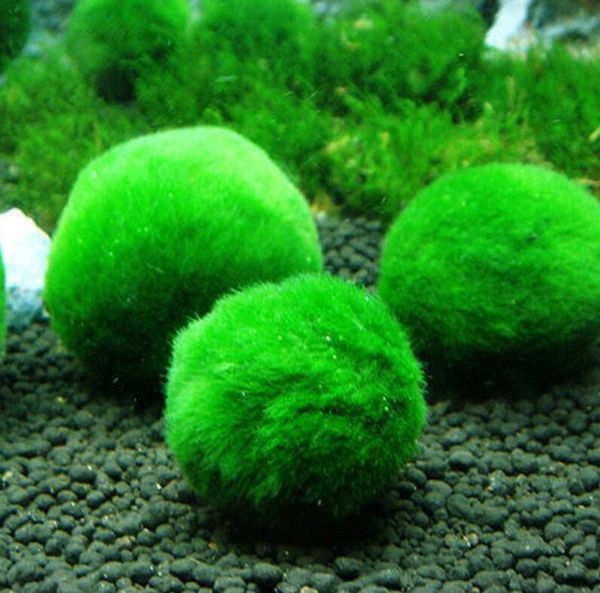 

green algae moss balls aquarium landscaping decoration real water grass seed plants live seaweed ball lazy fish shrimp tank ornament