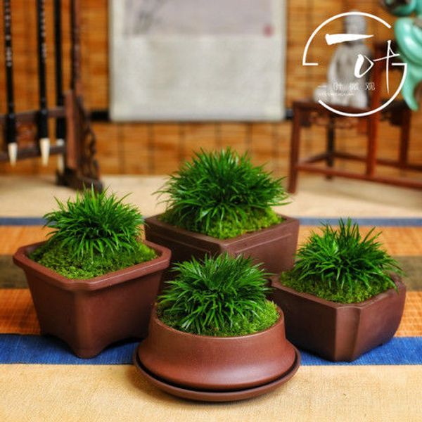

money bonsai iris small bonsai office tea table decoration indoor air purification micro landscape flowers green plant february 12 finished