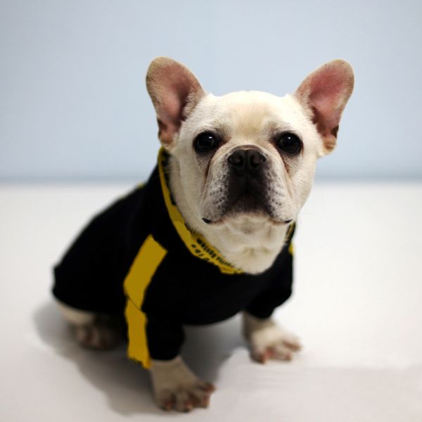 

letter yellow stripe chihuahua hoodies pet dog sweater for small dogs pets french bulldog sweater pug costume xs-2xl pc1326