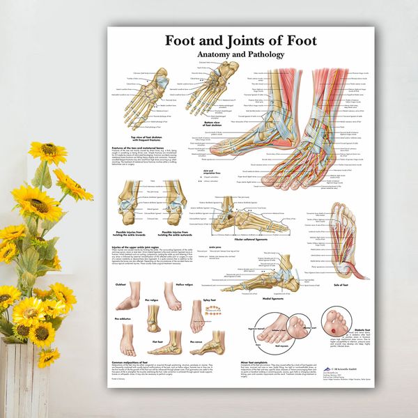 Foot Anatomy Chart