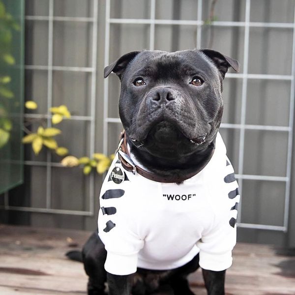 

французский бульдог одежда собака hoodie теплое спорт ретро собака толстовки pet одежда щенок мопсы щенок чихуахуа одежда