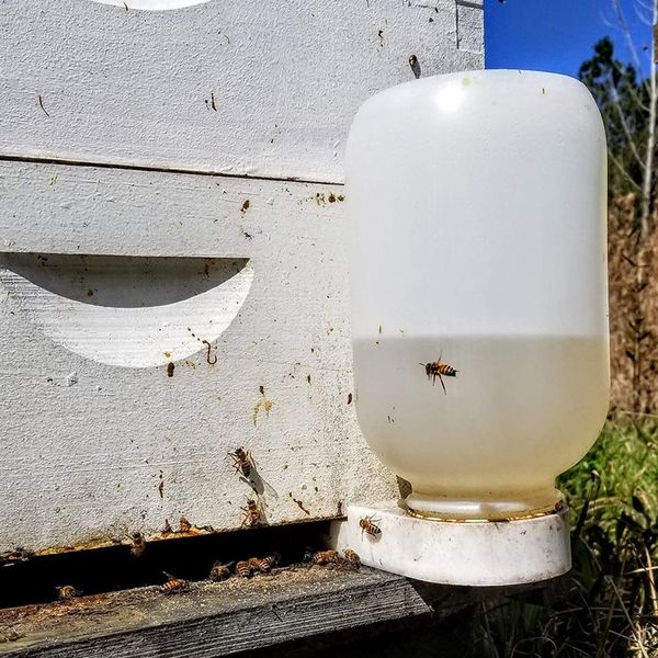 

8шт гнездо двери вода feeder american bee bee feeder впускной и пчела питатель для пчел другие садовые инструменты