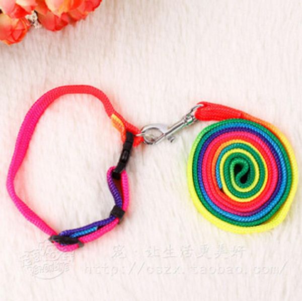 

dog rope colorful neck bring walk a dog ribbon