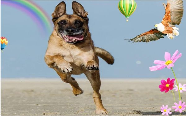 

открытый море широкое небо собака год фон стены современные обои для гостиной