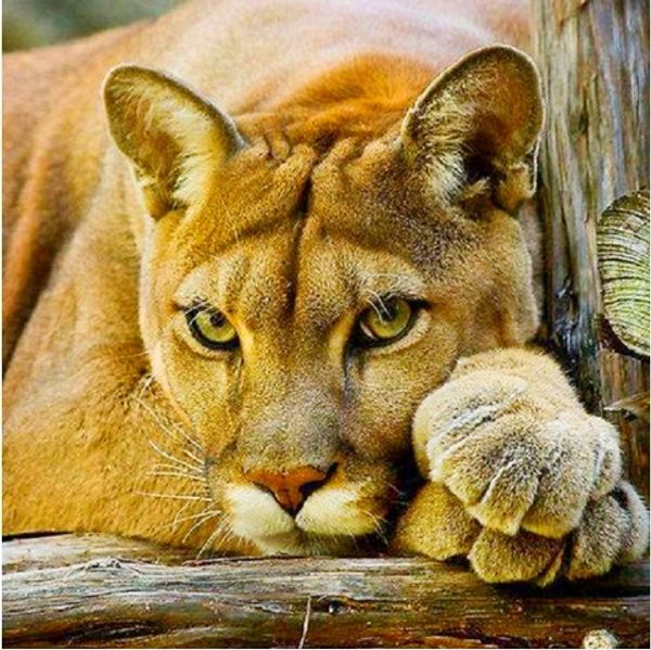 

полный квадрат/раунд дрель 5d diy алмаз живопись комплекты "лев" вышивки крестом мозаика home decor ремесла искусство опыт игрушки подарок a