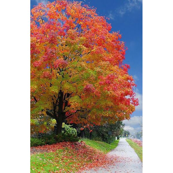 Acheter 5d Diy Diamant Peinture Quatre Saisons Arbre Point De Croix Diy Diamant Broderie Décoration De La Maison Strass Peinture Mosaïque Cadeau De - 