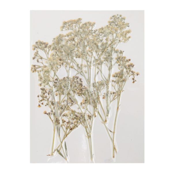 

pack of 12 natural pressed flower for card making & floral arranging diy decor