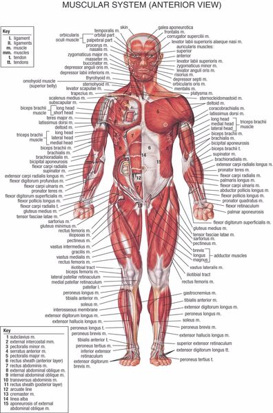 Muscular System Anatomical Chart