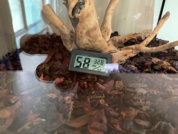 

цифровой lcd термометр гигрометр для pet ant farm рептилии черепахи box датчик температуры влажности метр insect box аксессуары