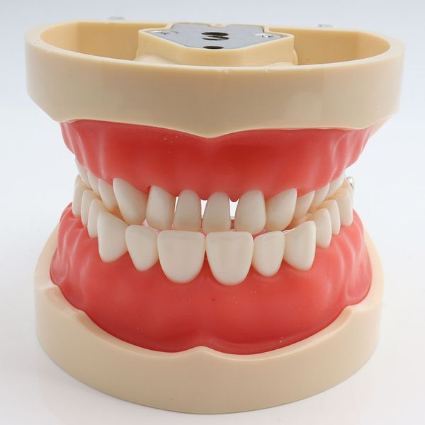 Modello didattico dentale Dimostrazione del modello Typodont dentale standard con denti rimovibili 200H9338983