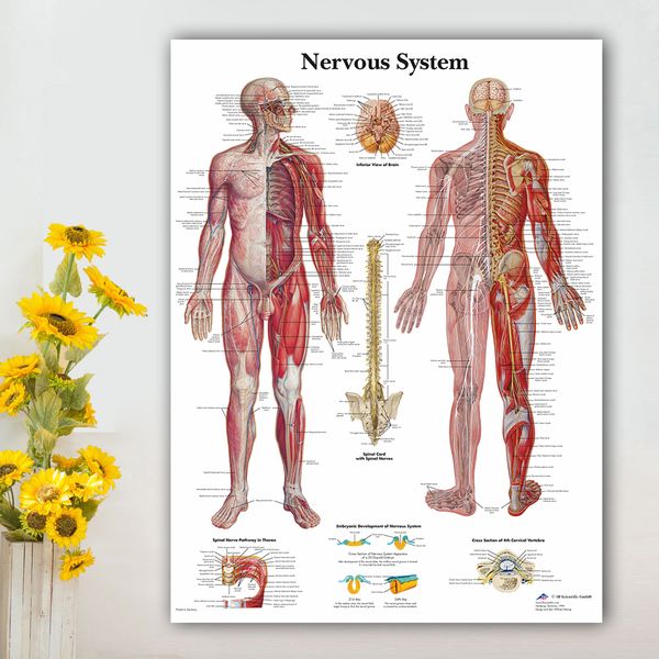 Nervous System Chart Poster