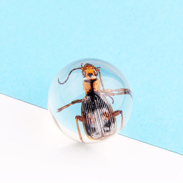 

real insect specimens clear resin amber early education tools children toys school teaching home decor collectibles random