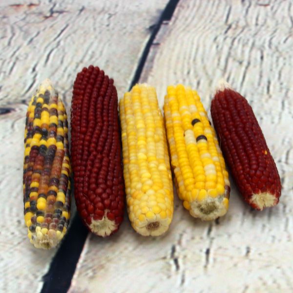 

squirrel mini- small cob hamster natural teasing rat parrot a molar tooth corn snacks