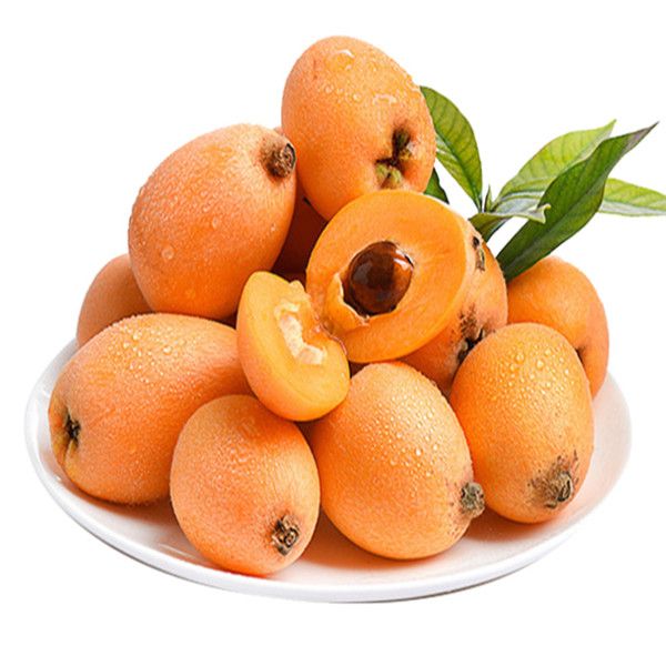 

5 pcs loquat fruit tree eriobotrya japonica bush tucker chinese bonsai tree eriobotrya japonica sweet taste nutrition294p