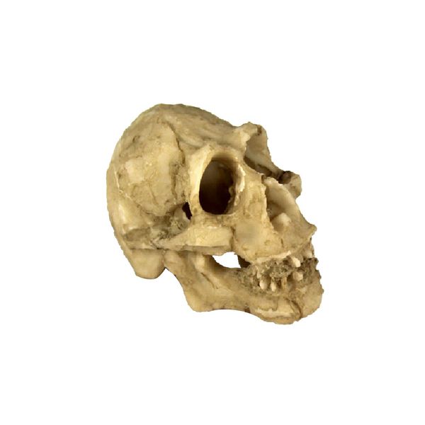 

рептилия виварий украшение tortoise lizard панировочного баскин скрыть cave skull head
