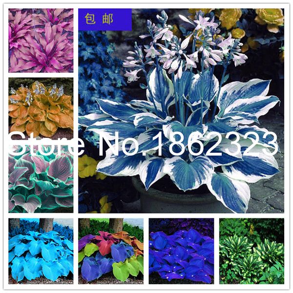 

100 colorful jade-hosta flower indoor bonsai flowers large flowers and plants mallow planting potted diy home