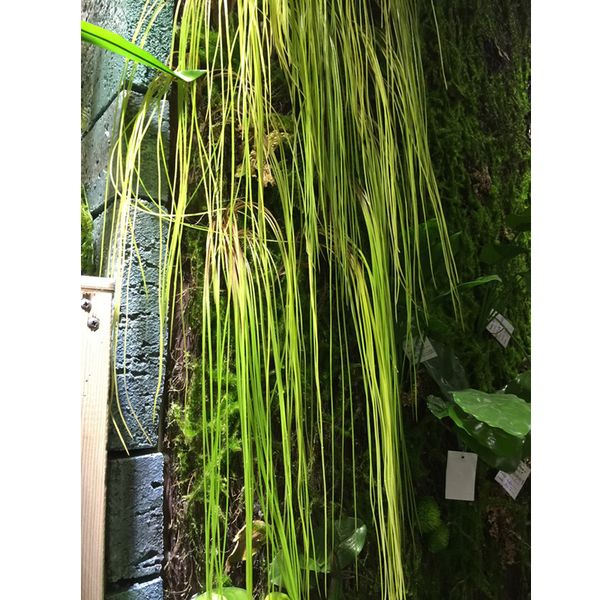 

hanging grass artificial plants flowing line plant home green wall decorative accessories plastic flowers
