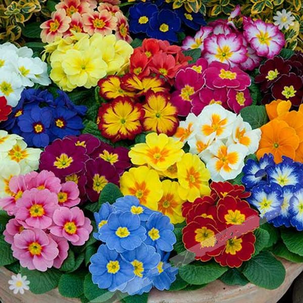 Примула акаулис махровая микс
