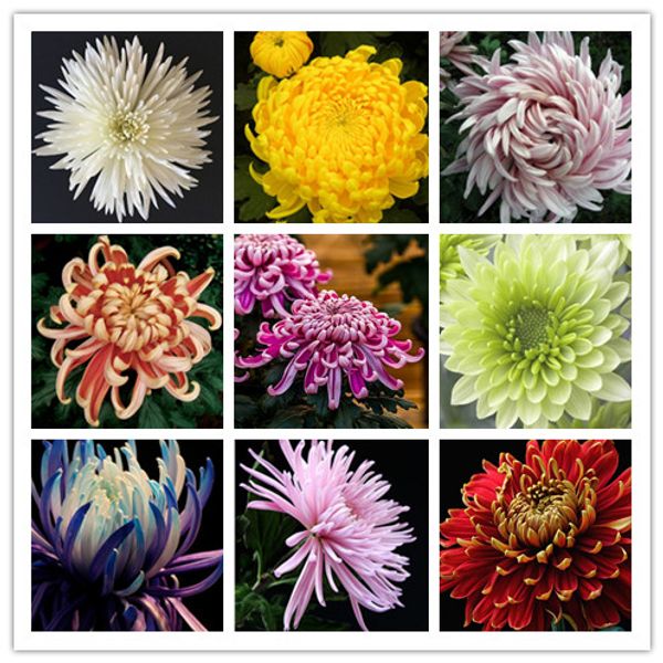 

Decorações de Jardim ymhqw