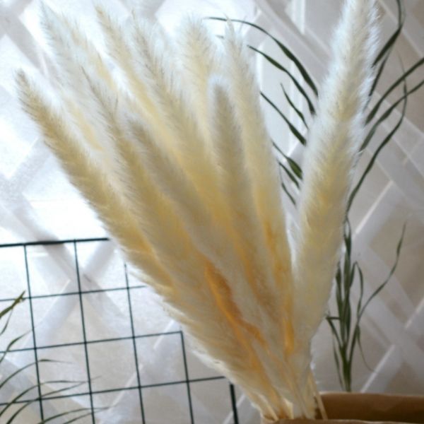 

15pcs natural dried small pampas grass phragmites communis,wedding flower bunch 40 to 68 cm tall for home decor rated t8190626