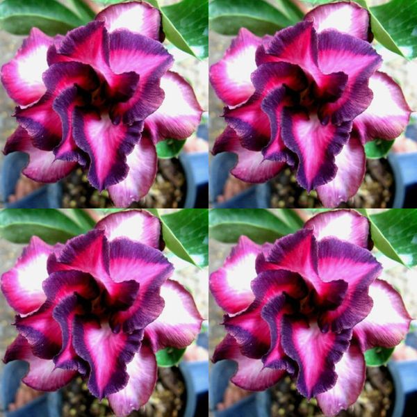 

Фиолетовый Красный Adenium Obesum Роуз Семена Бонсай Пустыни Розы Цветы Семян Растений