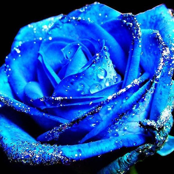 

500 pcs rare blue rose flower bonsai plants seeds perennial home garden ornamental flowers diy garden balcony & room sementes de flores